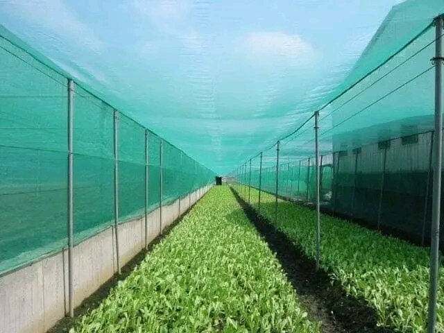 INSECT NET HIJAU DI PALEMBANG